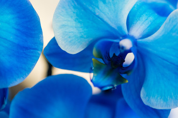 Petali di orchidea blu