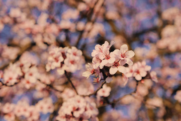 Beautiful flowering branch with pink blossoms at sunset, close up.