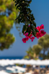 Beautiful view of the tropical garden and the sea on a sunny day from the hotel veranda