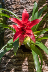Fiore rosso con petali a punta su albero in giardino