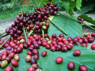 Bright red organic coffee beans with green leaves on the Siemens table against the backdrop. Ready to leave space for your messages.