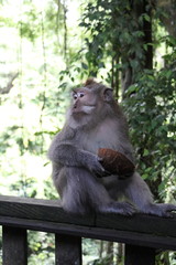 monkey eating from a coconut looking sideways