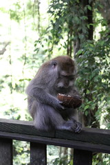 cute monkey looking at a cocnut