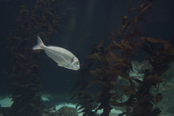 Obraz premium fish in aquarium