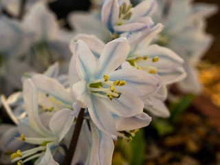 Closeup of a pretty white flowers of Scilla mischtschenkoana with white and blue petals and yellow pollen
