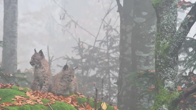Two 2 months old Eurasian lynx (Lynx lynx) kittens sitting in autumn forest in the mist