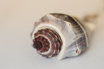 shell on white background