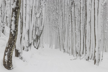 Parco Nazionale delle Foreste Casentinesi, Italy