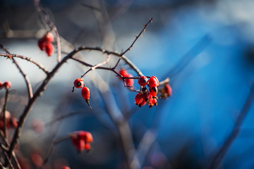Dog rose fruits (Rosa canina). Wild rosehips in nature.