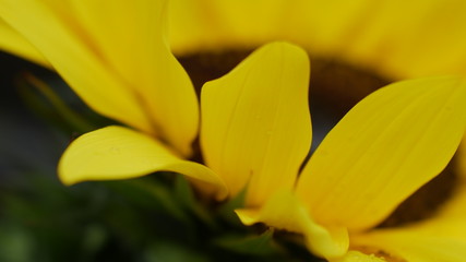 Fototapeta na wymiar close up of yellow flower