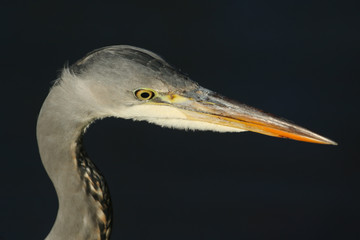 A head shot of a hunting Grey Heron, Ardea cinerea, standing at the edge of a lake.	