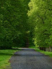 Carretera en medio del bosque que llega al infinito