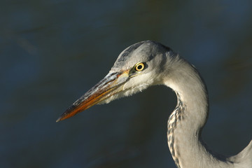 A head shot of a hunting Grey Heron, Ardea cinerea, standing at the edge of a lake.	