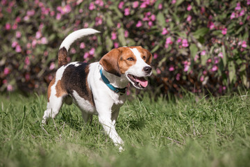 Laufender Beagle