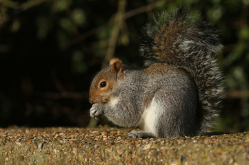 A cute Grey Squirrel, Scirius carolinensis, sitting on a concrete bridge feeding on seeds.