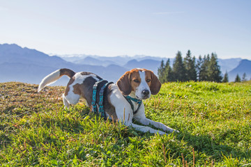 Beaglewanderung zum Kranzhorn