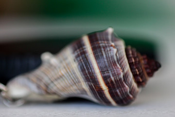shell on black background