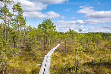 Wooden walkway and view of The Torronsuo National Park, Finland