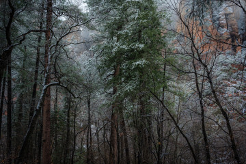 Sedona Drive into the Clouds