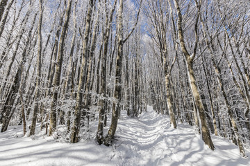 Parco Nazionale delle Foreste Casentinesi, Italy