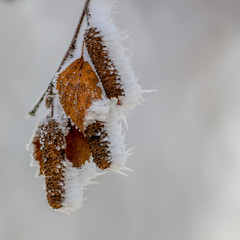 colored autumn leaves in nature