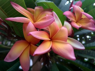 Beautiful yellow and pinks Plumeria Frangipani flowers.