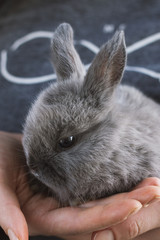 A gentle soft cute gray fluffy little bunny sits on the girl’s hands. The concept of love for animals and nature conservation.