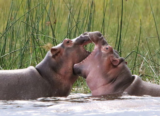 hippo in water