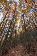 Fototapeta na wymiar Parco Nazionale delle Foreste Casentinesi, Italy
