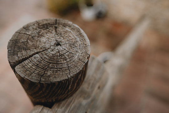 tree texture