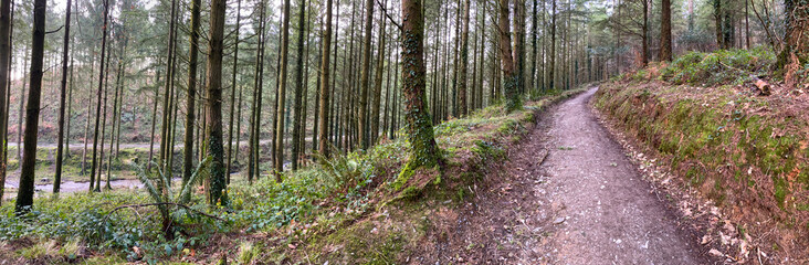 View through the forest on a cold winters day with tall trees & not much foliage