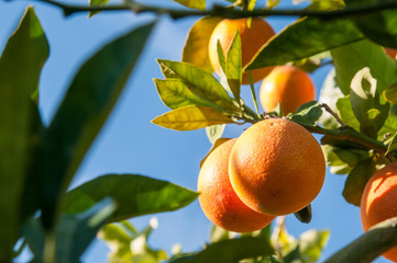 Tarocco oranges on tree against a blue sky during harvest season