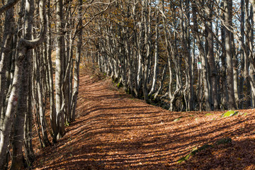 Parco Nazionale delle Foreste Casentinesi, Italy