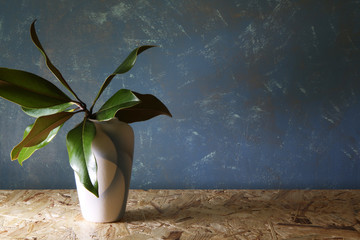 Still life. Vaso con foglie di magnolia, su piano in legno e fondo azzurro