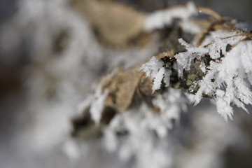 Makro Aufnahmen von gefrorenen Blättern mit Frost