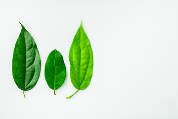 collection of a green leaves on white desk.