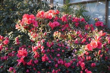 Fototapeta na wymiar Blooming azaleas in the botanical garden, blossoming flowers on the bushes in greenhouse