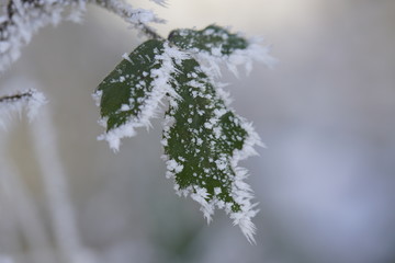 Makro Aufnahmen von gefrorenen Blättern mit Frost