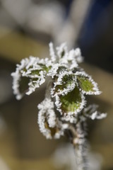 Makro Aufnahmen von gefrorenen Blättern mit Frost