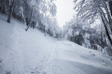 Parco Nazionale delle Foreste Casentinesi, Italy