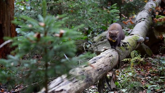 European pine marten (Martes martes) with fruit in mouth running over fallen tree trunk in forest