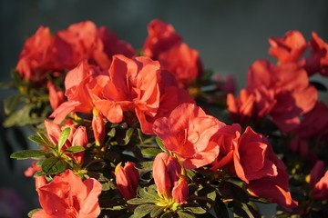 Blooming azaleas in the botanical garden, blossoming flowers on the bushes in greenhouse