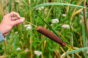 The aquatic plant Typha gracilis: easy to find along the banks of ponds and lakes. With flat, narrow leaves and very decorative brown spikes in summer. A boy's hand is grabbing the top..