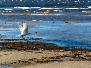 landscape with rocky seashore, white swan walking on the beach