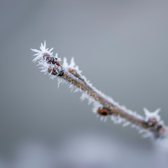 colored autumn leaves in nature