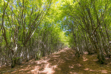 Parco Nazionale delle Foreste Casentinesi, Italy