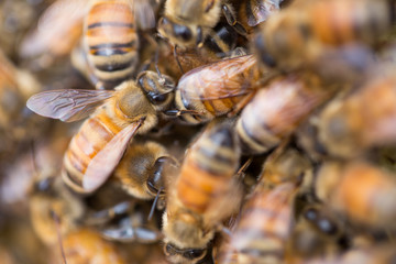 honey bees on a beehive