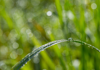 leaves with many water drops