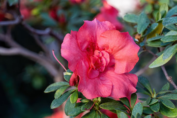 Blooming azaleas in the botanical garden, blossoming flowers on the bushes in greenhouse
