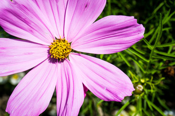 Obraz premium pinke Blume